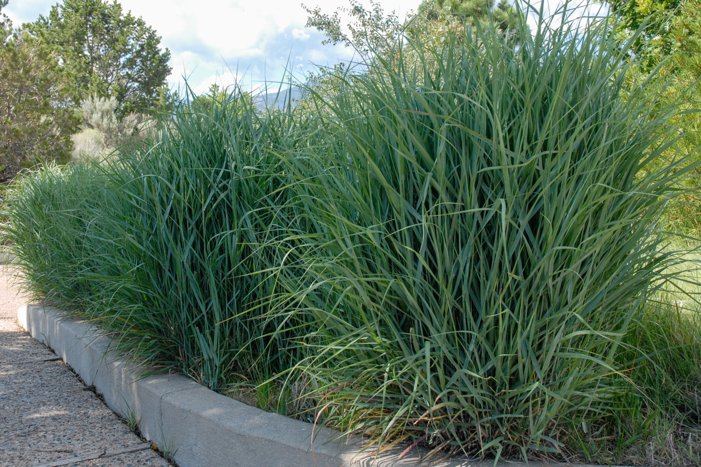 Prairie Sky Switchgrass
